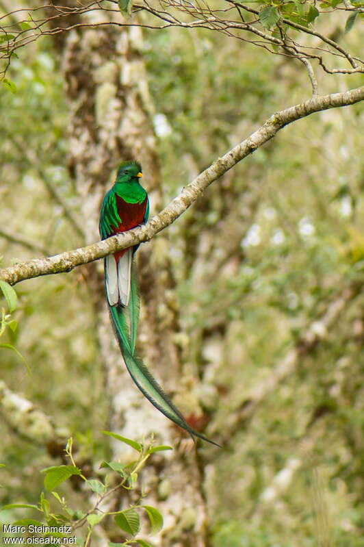 Quetzal resplendissant mâle adulte, pigmentation