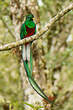 Quetzal resplendissant