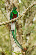 Resplendent Quetzal