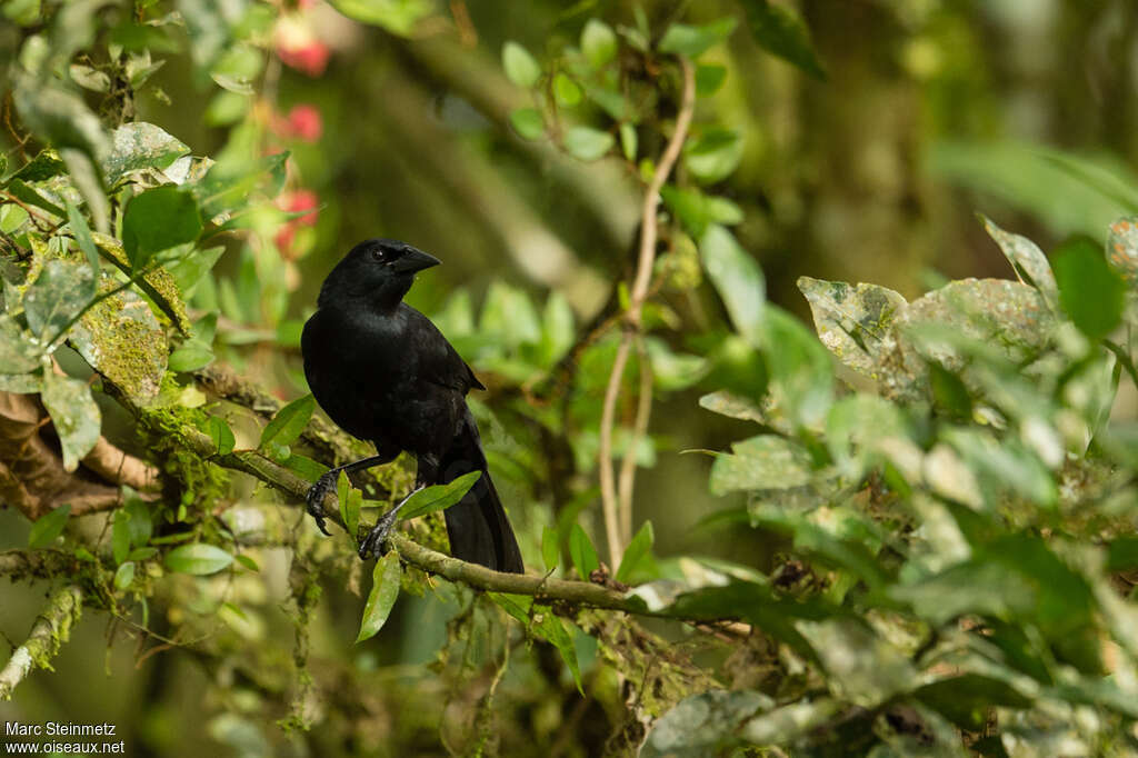 Scrub Blackbirdadult, habitat