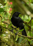 Scrub Blackbird