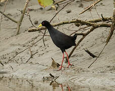 Black Crake