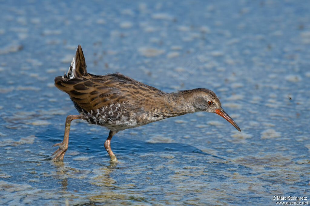 Water Rail