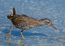 Water Rail