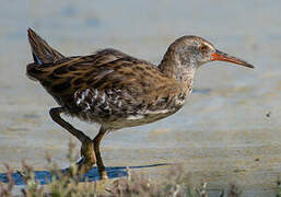 Water Rail