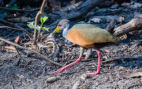 Grey-cowled Wood Rail