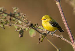 Yellow Penduline Tit