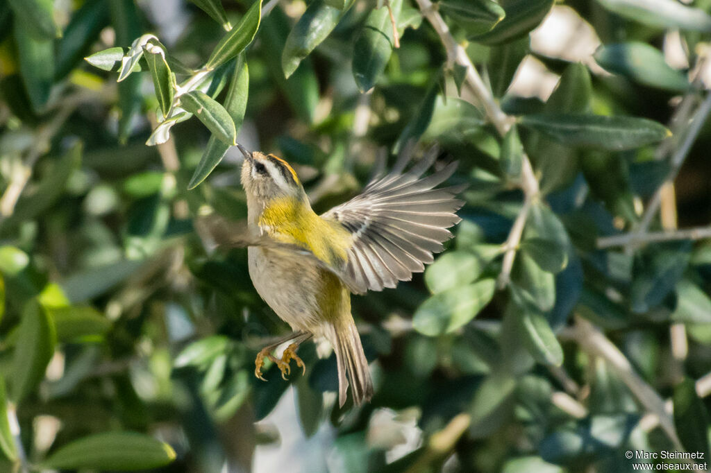 Common Firecrest