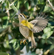 Common Firecrest