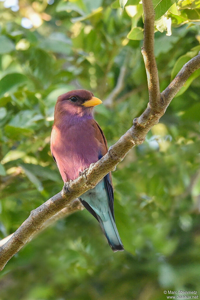 Broad-billed Roller