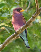 Broad-billed Roller