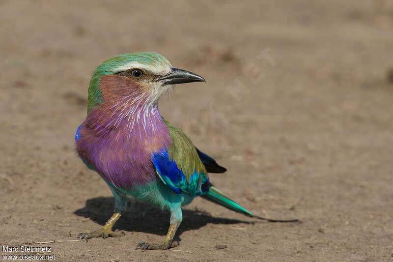 Lilac-breasted Rolleradult, Behaviour