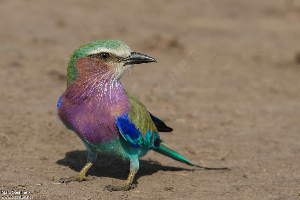 Lilac-breasted Rolleradult, Behaviour