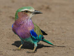 Lilac-breasted Roller