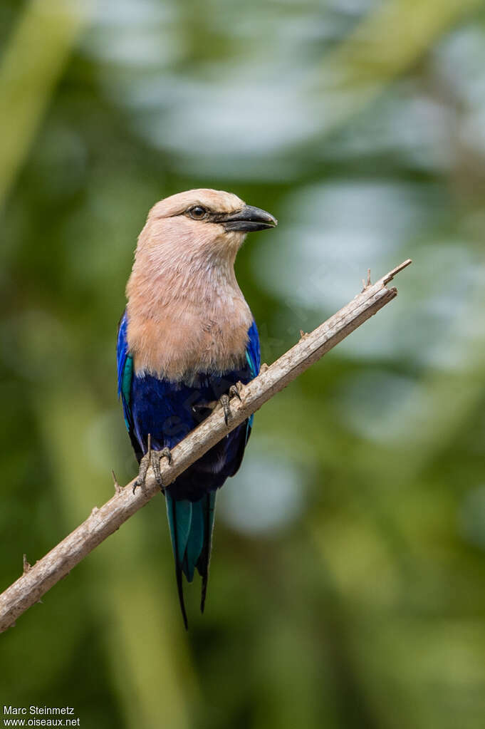 Blue-bellied Rolleradult, close-up portrait, pigmentation