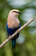 Blue-bellied Roller