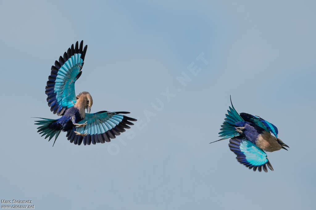 Blue-bellied Rolleradult, aspect, pigmentation, Flight, Behaviour