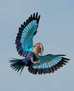 Blue-bellied Roller