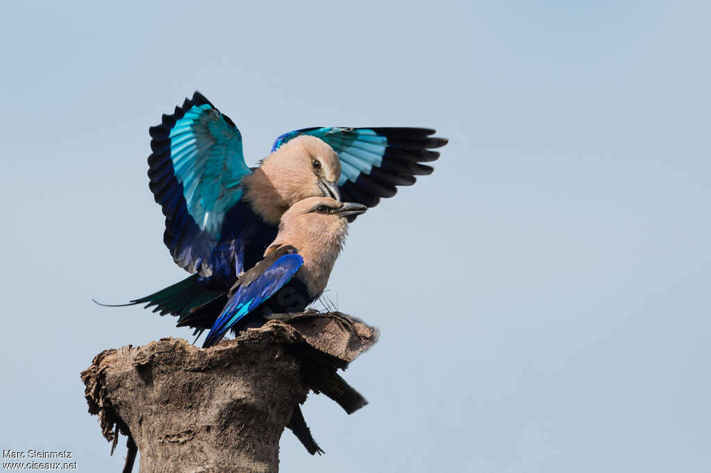 Blue-bellied Rolleradult, mating.