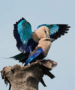 Blue-bellied Roller