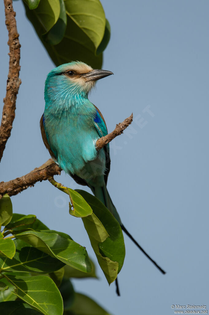 Abyssinian Roller