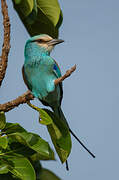 Abyssinian Roller