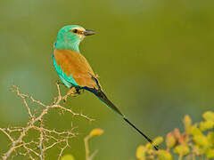 Abyssinian Roller