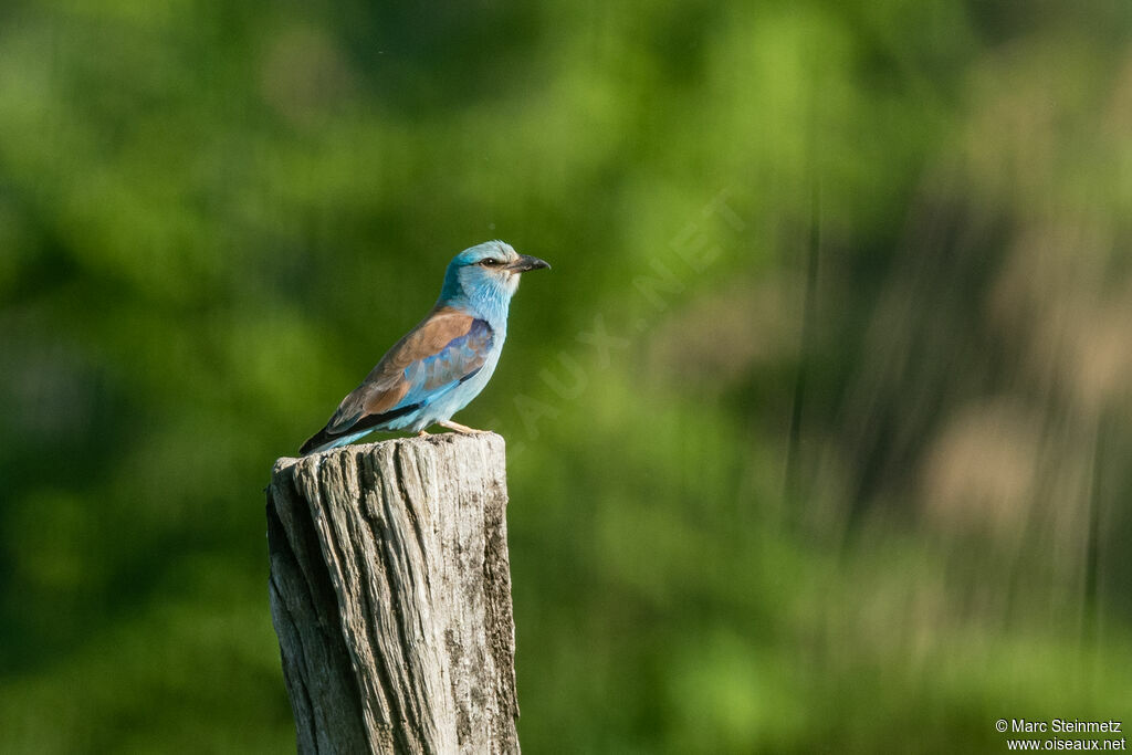 European Roller