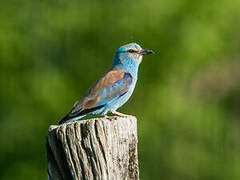 European Roller