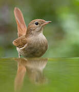 Common Nightingale