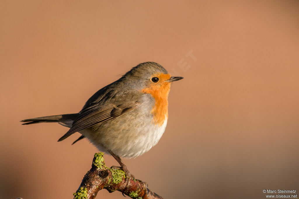 European Robin