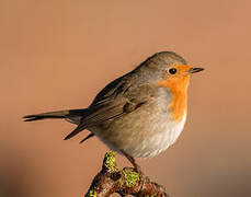 European Robin