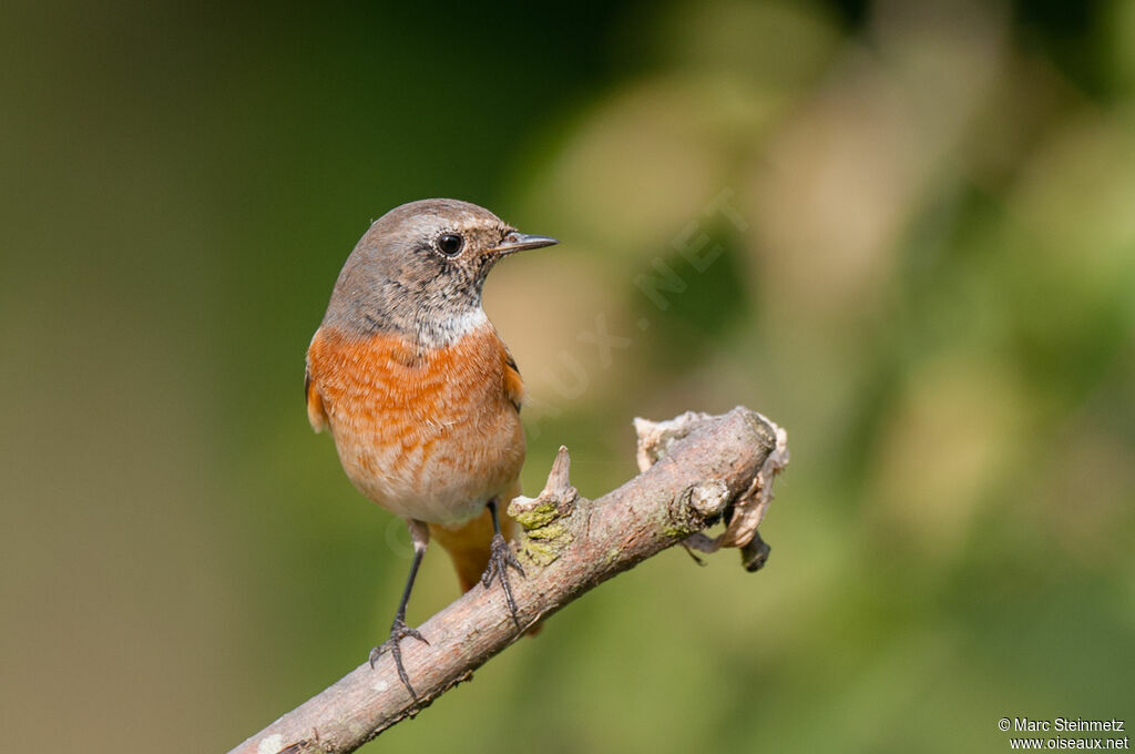 Common Redstart