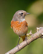 Common Redstart