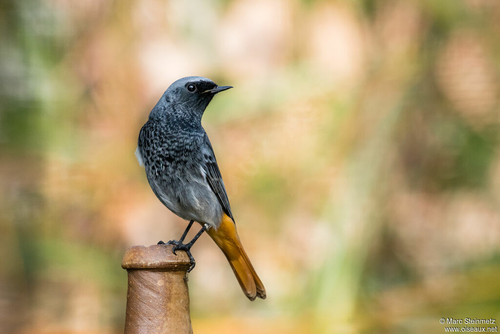 Black Redstart