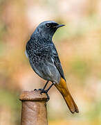 Black Redstart