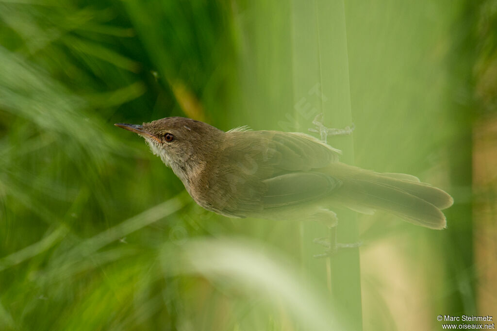 Lesser Swamp Warbler