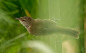 Lesser Swamp Warbler