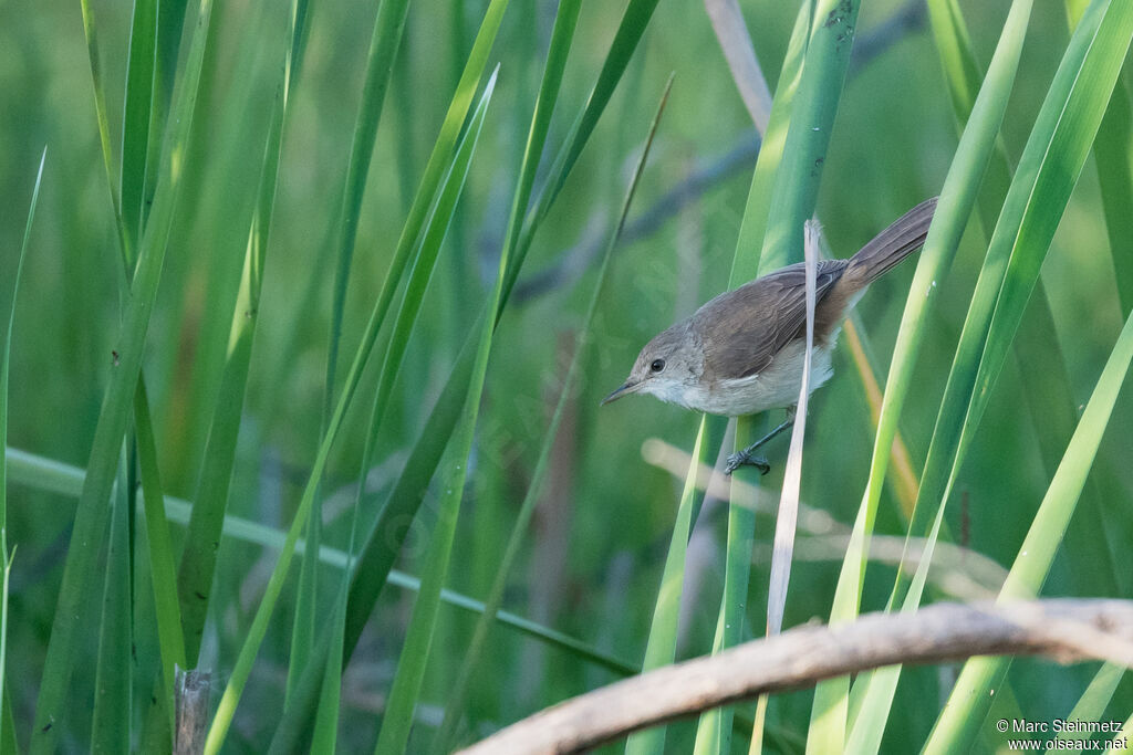 Greater Swamp Warbler