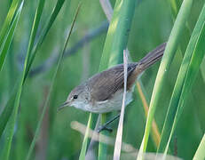 Greater Swamp Warbler