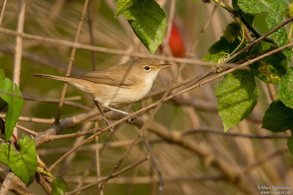 Common Reed Warbler