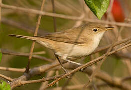 Common Reed Warbler