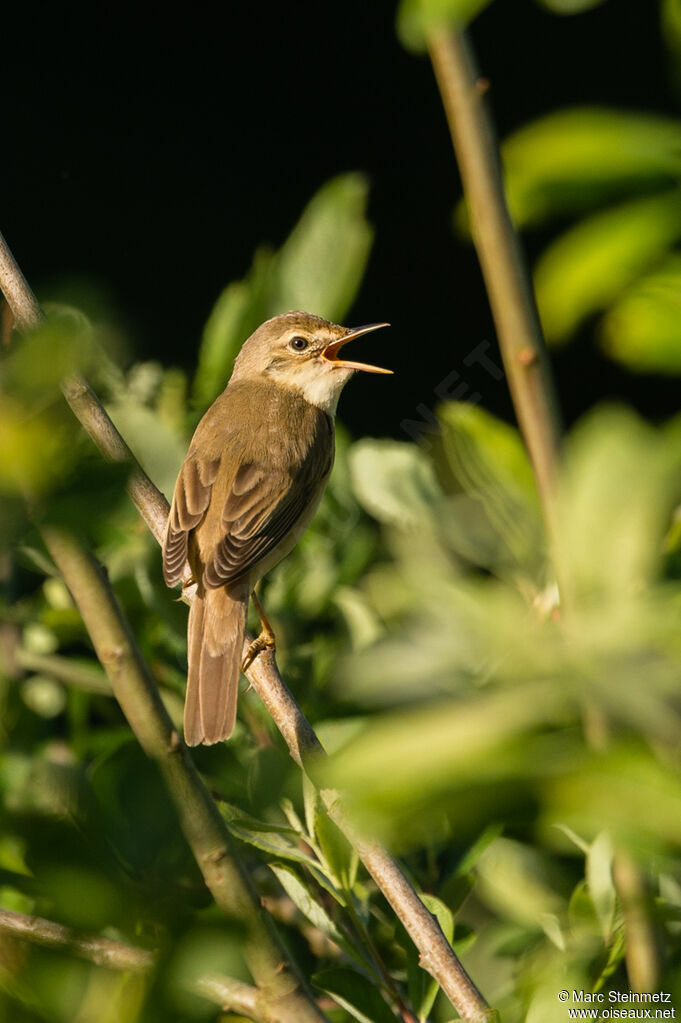 Marsh Warbler