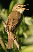 Marsh Warbler