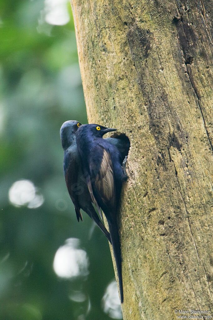 Narrow-tailed Starling