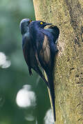 Narrow-tailed Starling