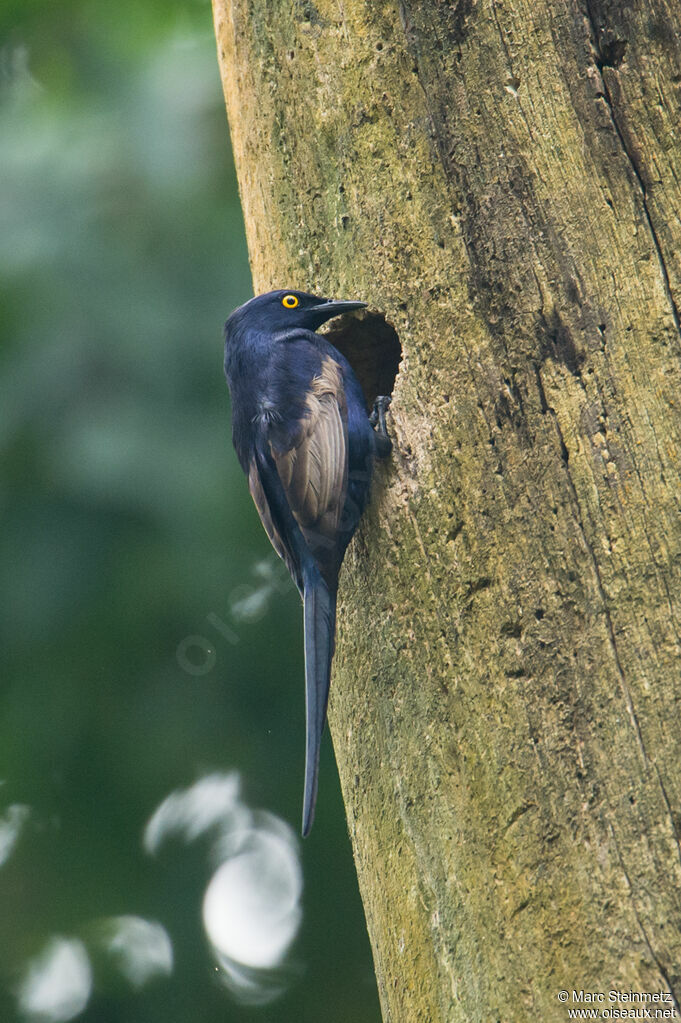 Narrow-tailed Starling