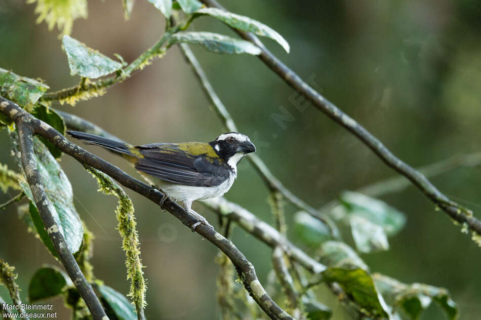 Saltator à ailes noiresadulte, habitat