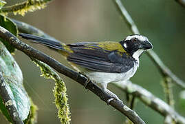 Black-winged Saltator