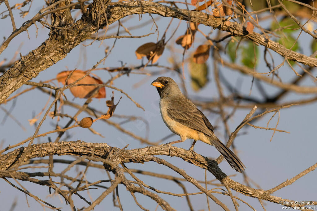 Black-throated Saltator